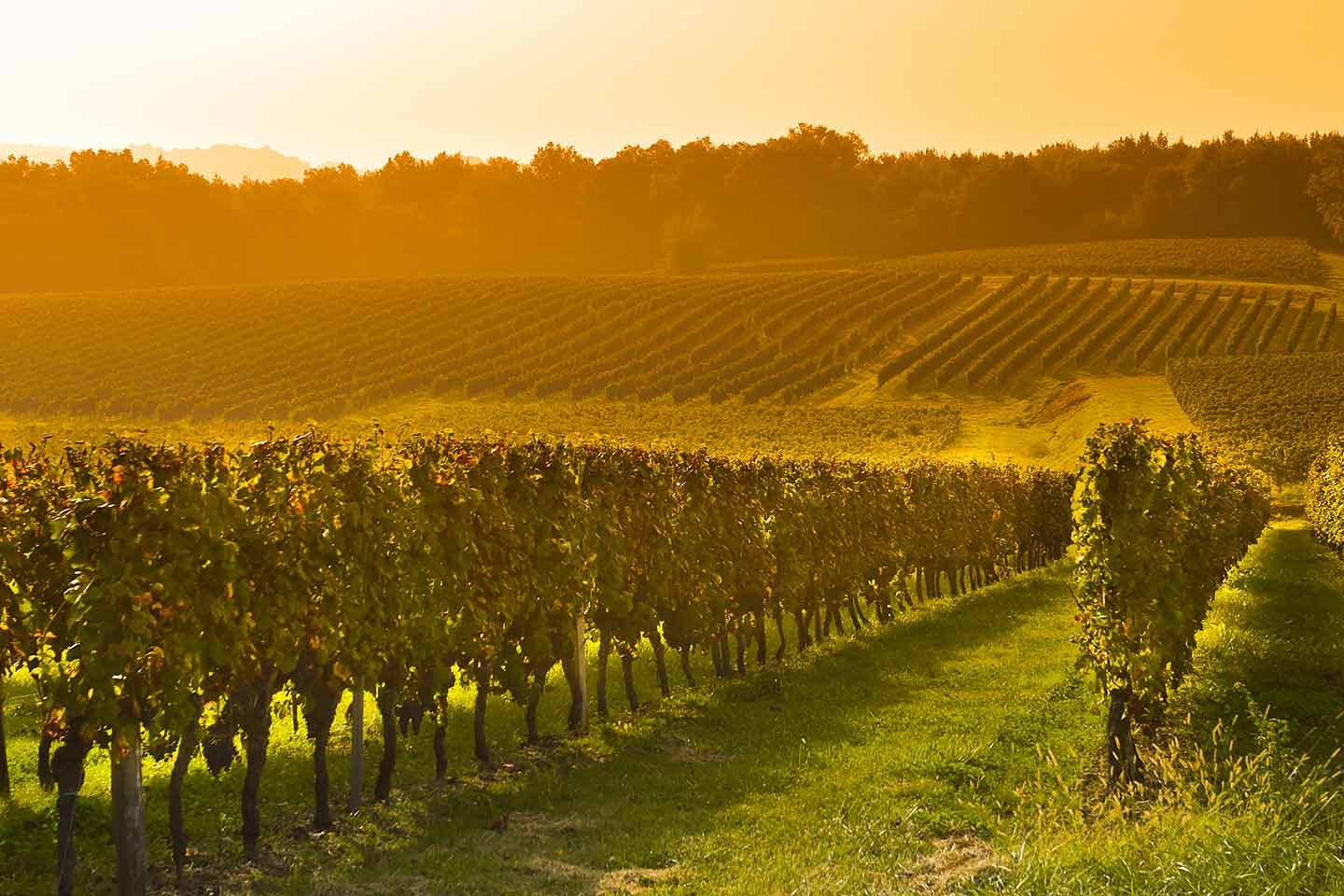 wine-hospitality-management-workshop-2025