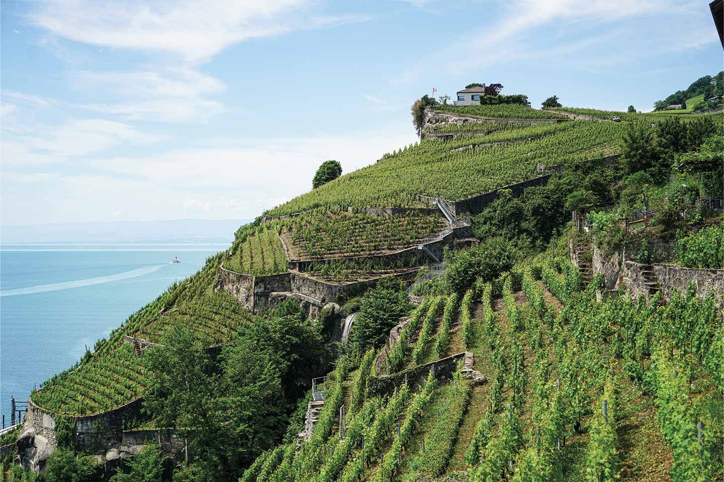 swiss-vineyards