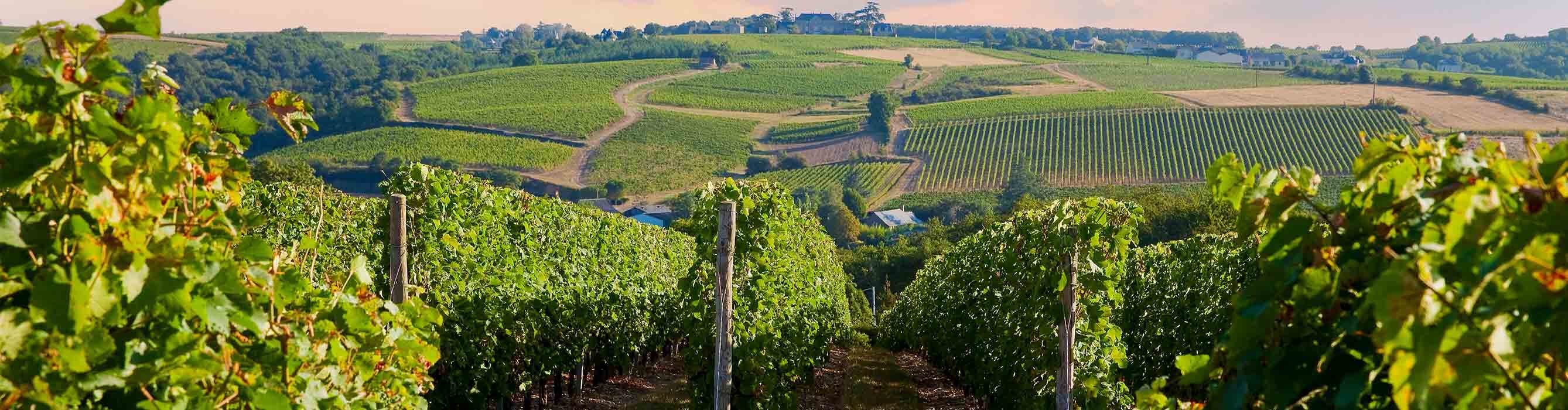 bordeaux-vineyard