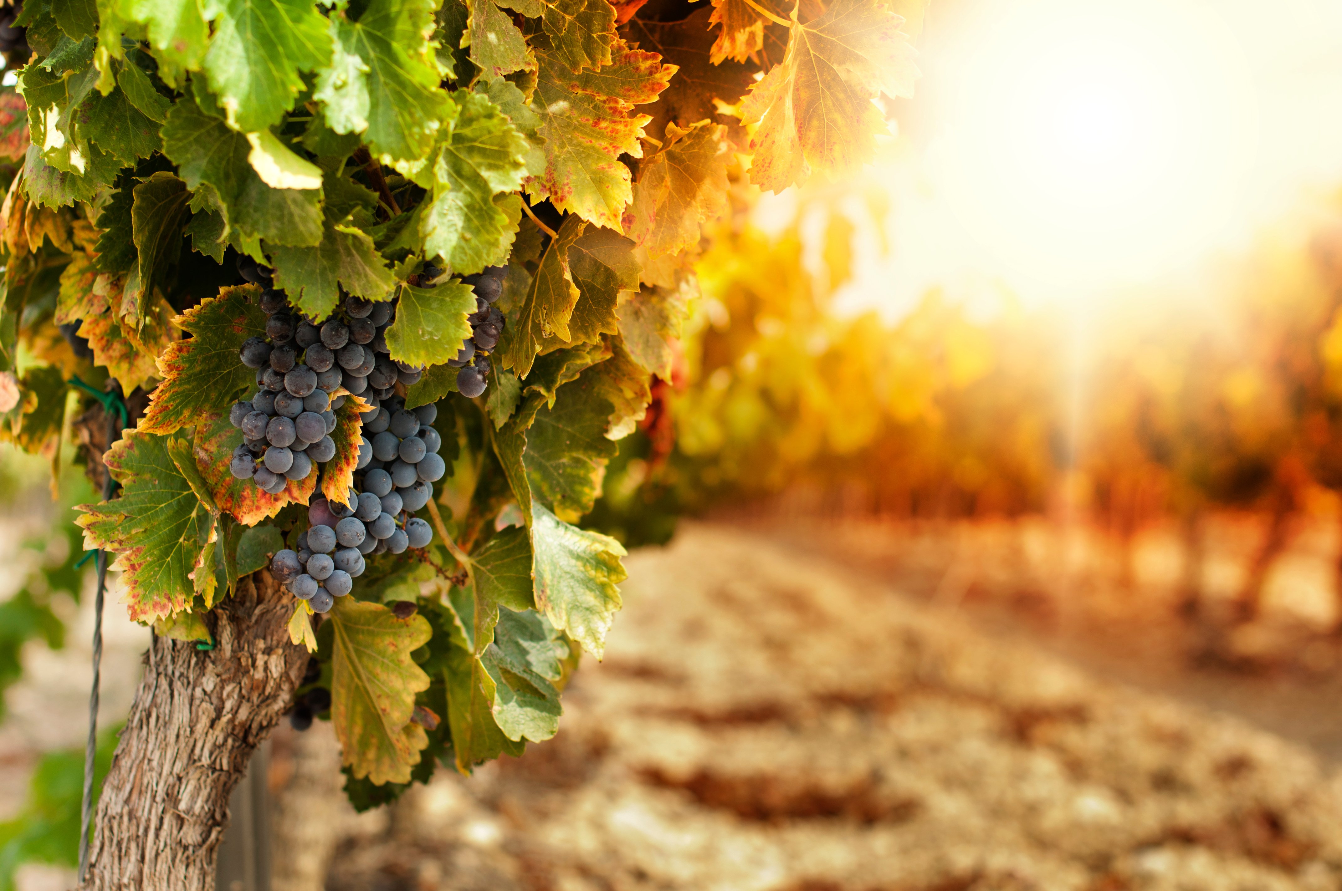 Wine Economy
